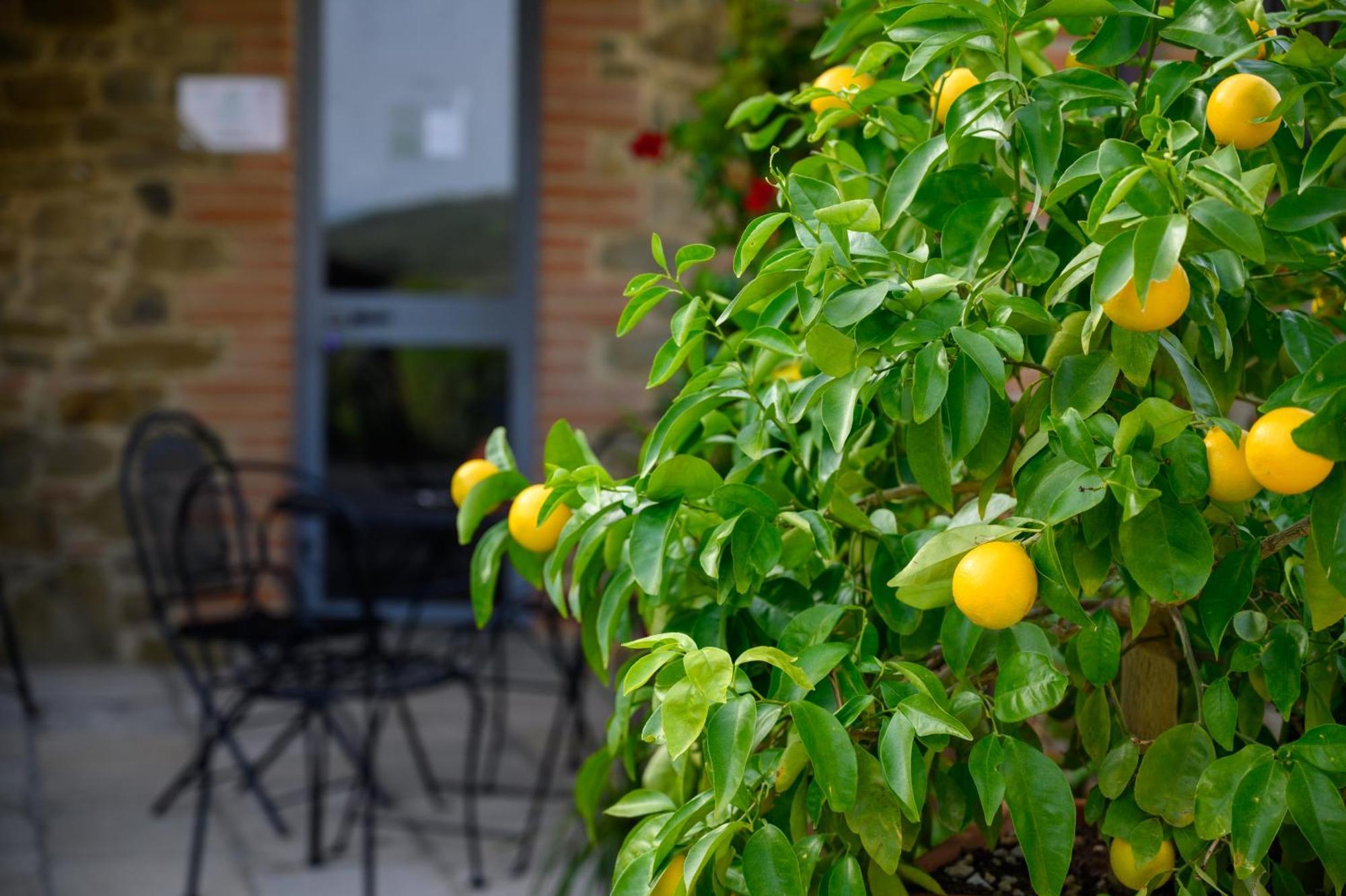 Agriturismo Borgo Sant'Ercolano Ciggiano Exterior photo